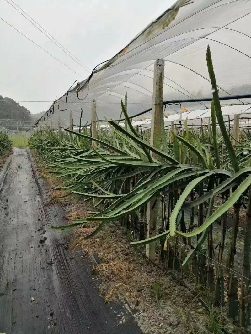 新品种红皮燕窝火龙果当年种植当年挂果欢迎订购