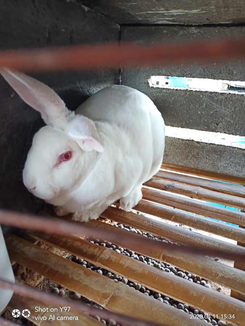 新西兰种兔，繁殖能力强。