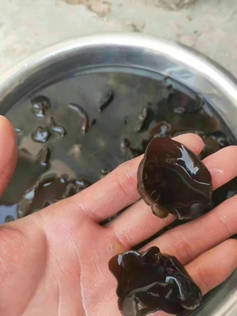 东北小木耳黑木耳跑江湖地摊产品水洗木耳干货碗耳批发产地