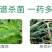80%盐酸吗啉胍病毒病专用杀菌剂辣椒番茄蔬菜等