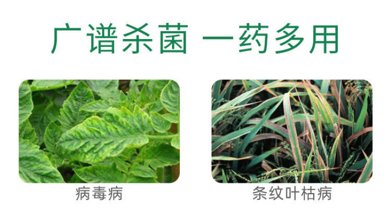 80%盐酸吗啉胍病毒病专用杀菌剂辣椒番茄蔬菜等