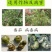80%盐酸吗啉胍病毒病专用杀菌剂辣椒番茄蔬菜等