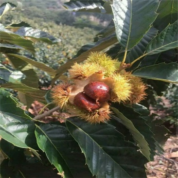 板栗苗，泰山红油板栗苗，青藤农业批发板栗实生苗，嫁接苗