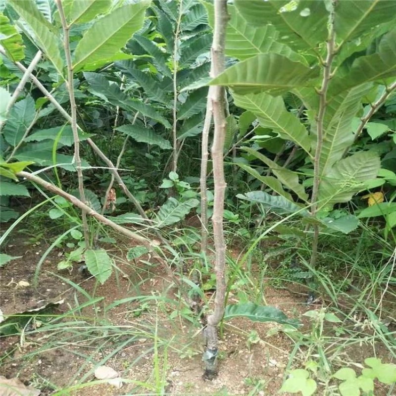 板栗苗，泰山红油板栗苗，青藤农业批发板栗实生苗，嫁接苗