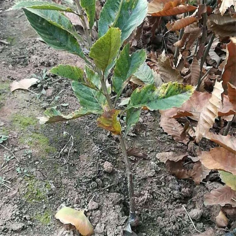 板栗苗，泰山红油板栗苗，青藤农业批发板栗实生苗，嫁接苗