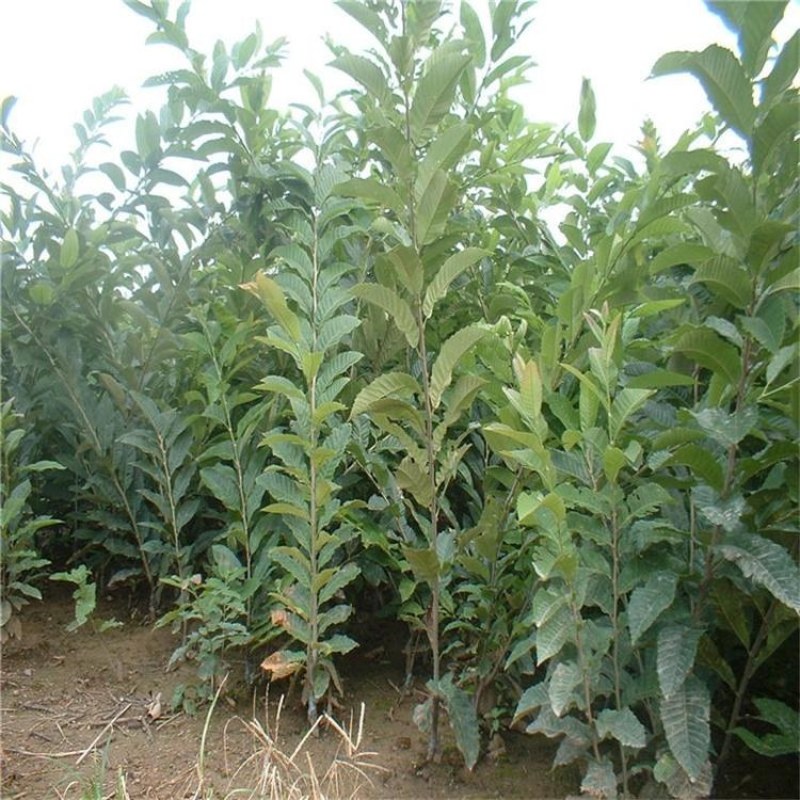 板栗苗，泰山红油板栗苗，青藤农业批发板栗实生苗，嫁接苗