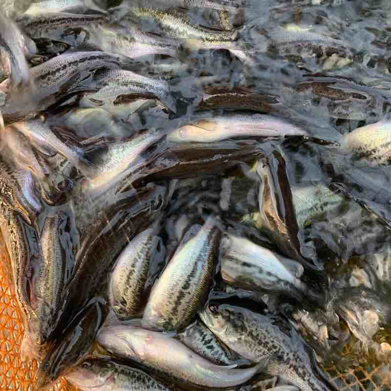 〖加洲鲈鱼苗〗优质鱼苗、大量现货、支持周边免费送上门