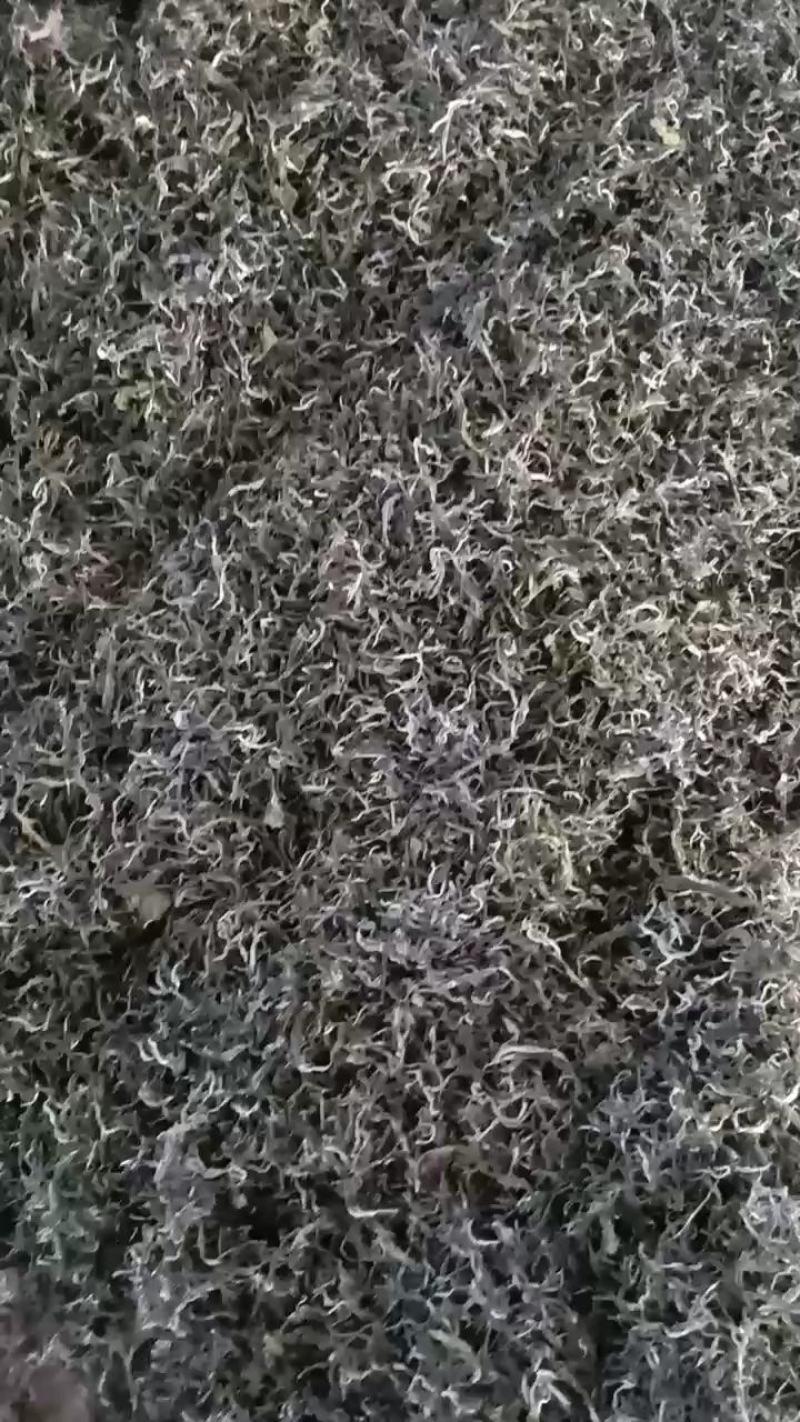 广西百色西林绿茶厂家直销恒温保存
