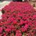 漳州市漳浦县汇景轩园林苗圃大小规格红花三角梅
