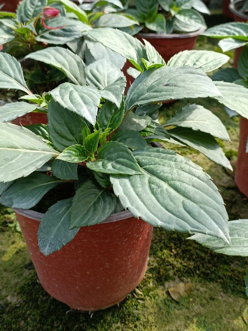 凤仙花