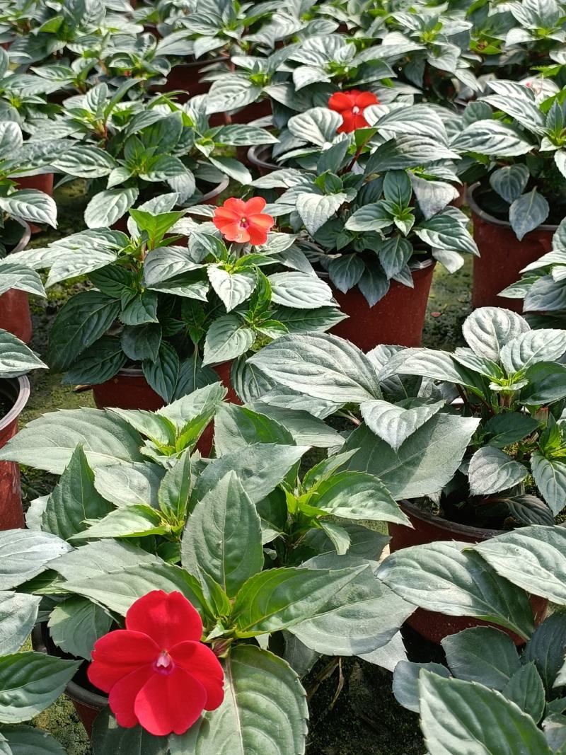 凤仙花