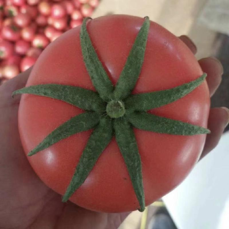 连云港精品西红柿，鲜花丝大量上市，有需要的老板可以联系我