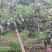 高山脆红李子大量上市，口感脆甜，上千亩基地支持全国发货