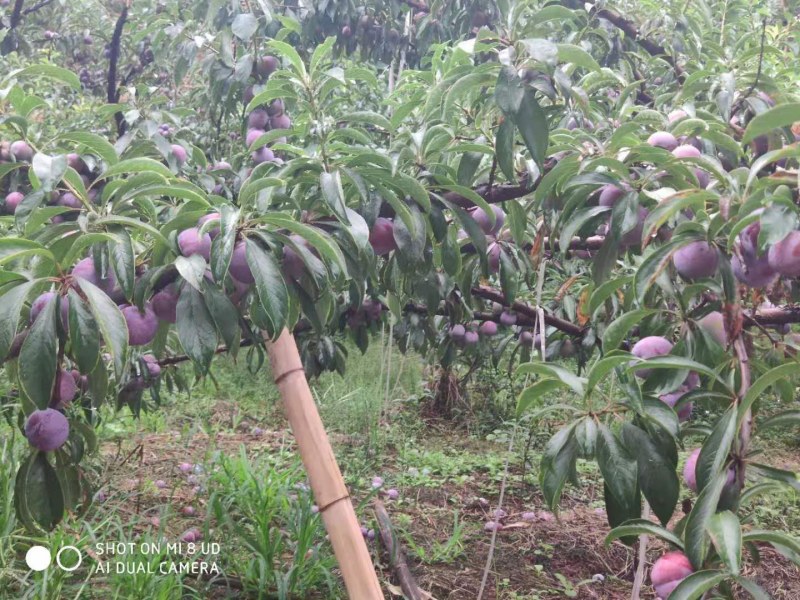 高山脆红李子大量上市，口感脆甜，上千亩基地支持全国发货