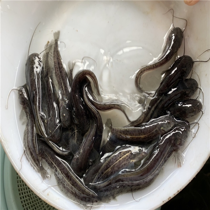 （包成活率）大口鲶抗病毒，存活率强免费提供技术指导