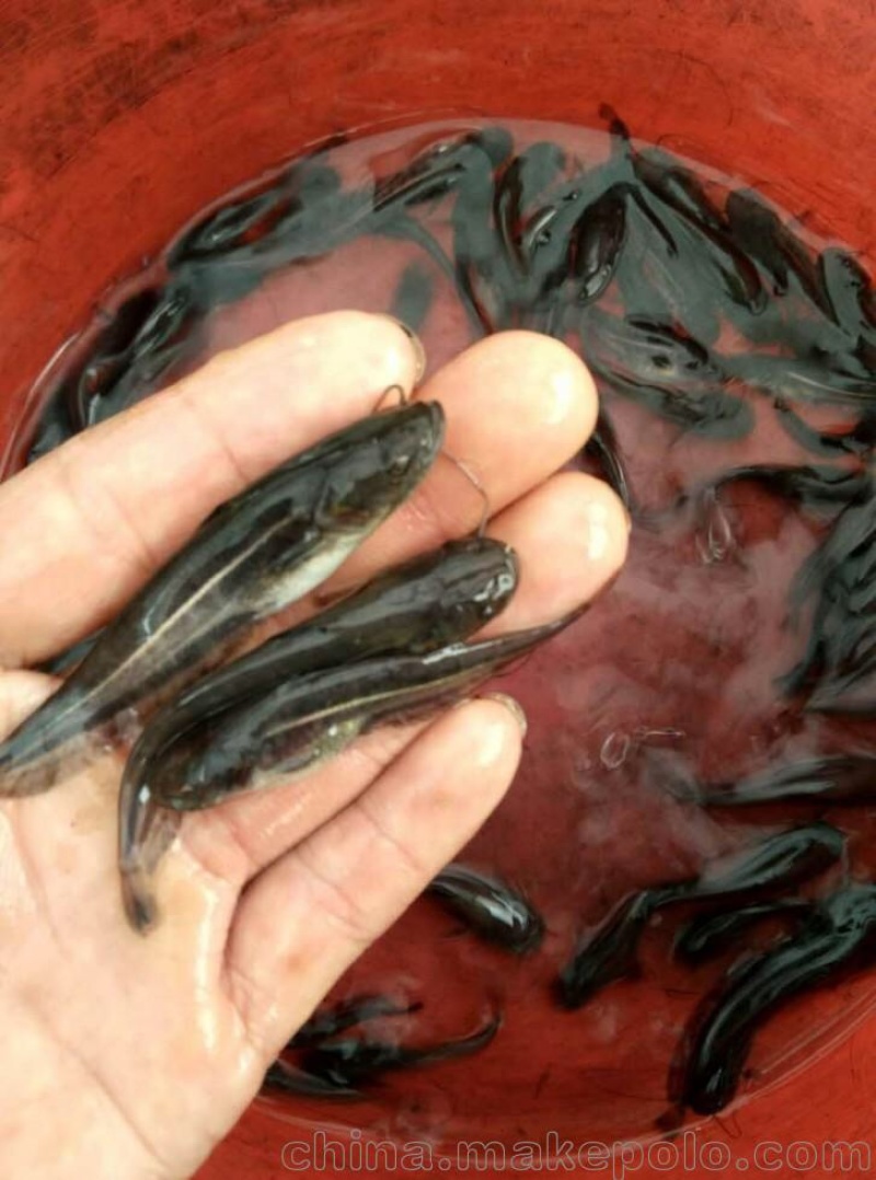 （包成活率）大口鲶抗病毒，存活率强免费提供技术指导