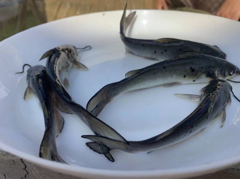 （包成活率）大口鲶抗病毒，存活率强免费提供技术指导