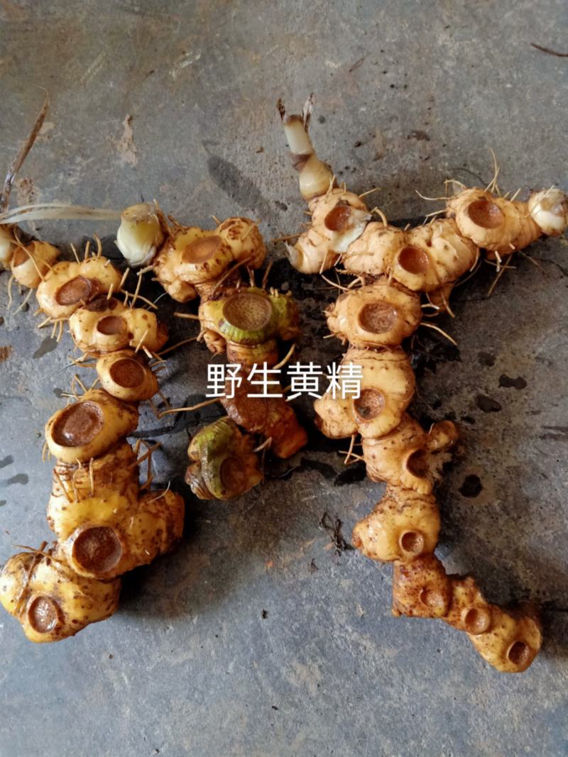 野生黄精，多花姜型黄精，鸡头黄精