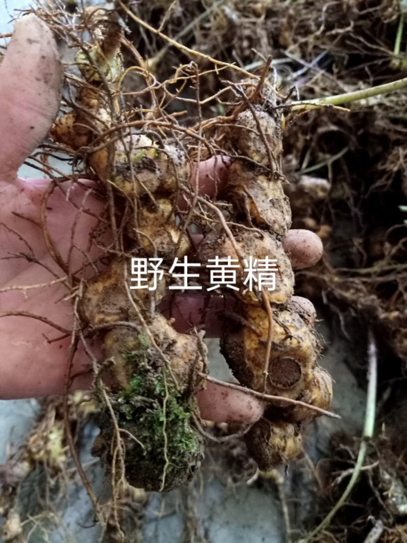 野生黄精，多花姜型黄精，鸡头黄精