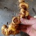 野生黄精，多花姜型黄精，鸡头黄精