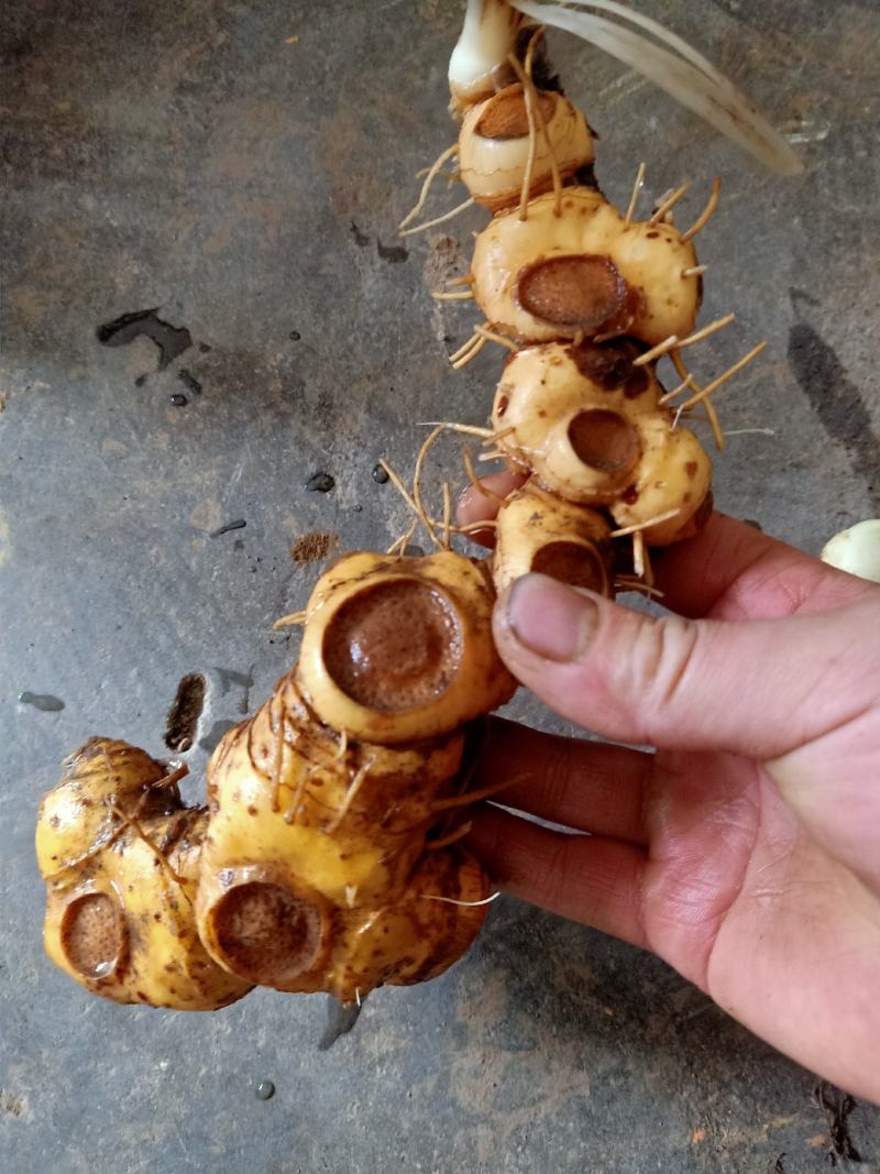 野生黄精，多花姜型黄精，鸡头黄精
