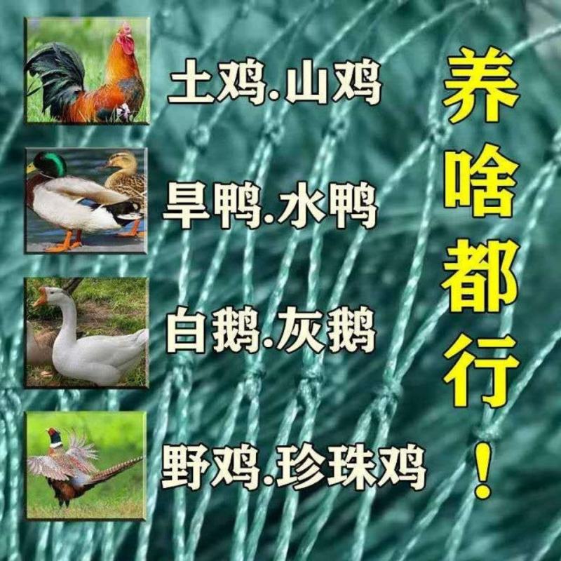 养鸡网尼龙网家禽养殖网围鸡网围栏网塑料防护网山鸡网菜园网