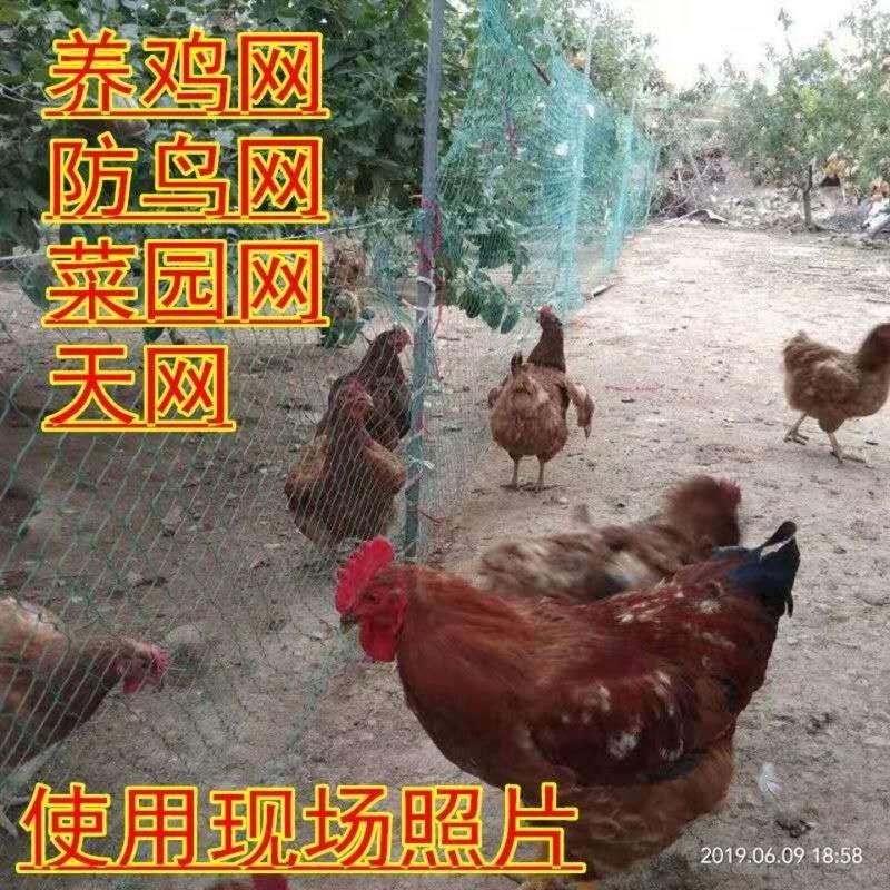 养鸡网尼龙网家禽养殖网围鸡网围栏网塑料防护网山鸡网菜园网