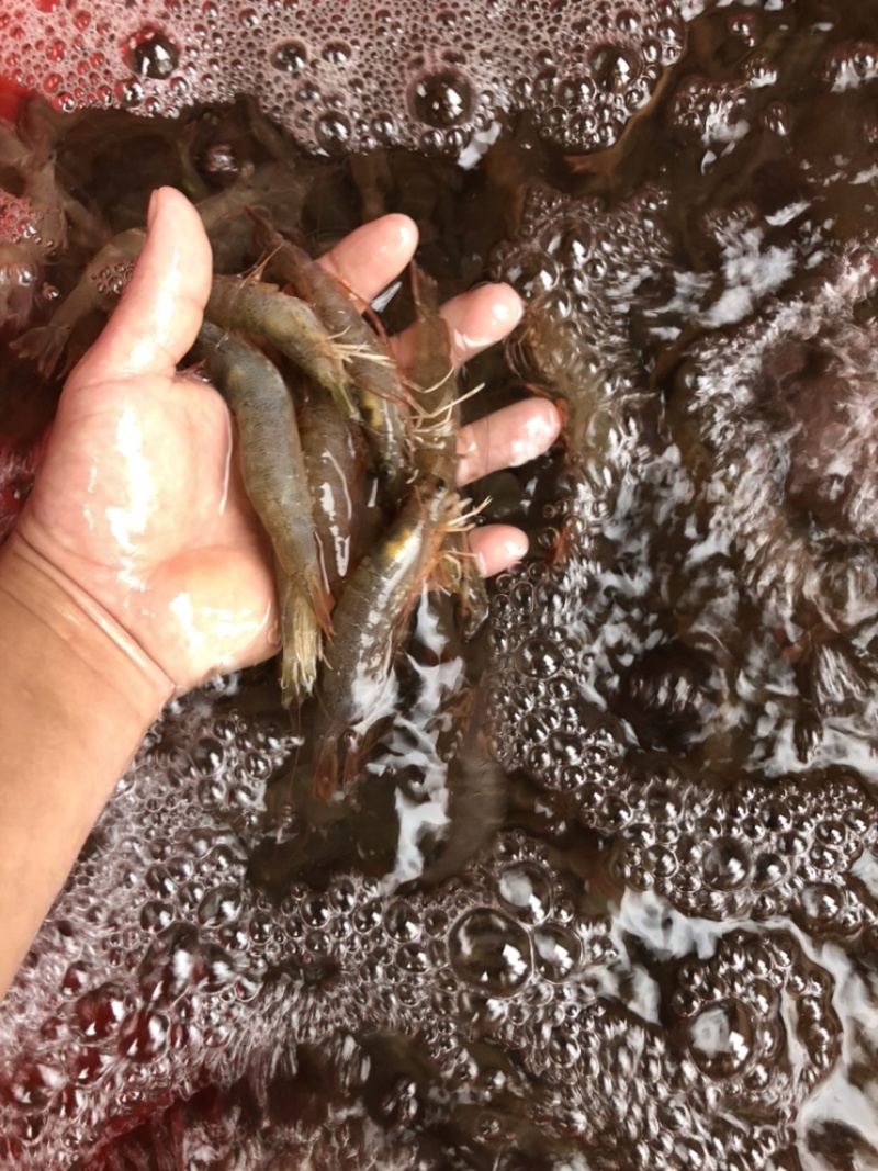 海捕泥虾沙虾