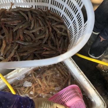 海捕泥虾沙虾