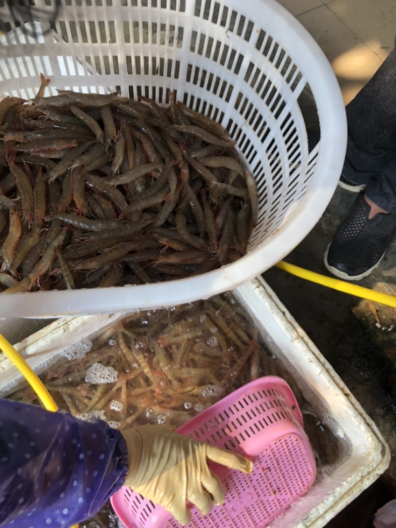 海捕泥虾沙虾