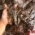 海捕泥虾沙虾