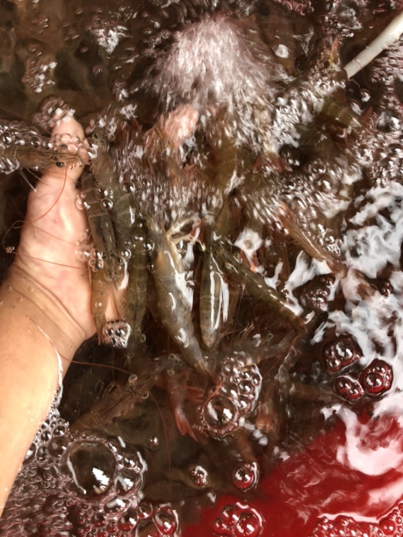 海捕泥虾沙虾