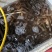 海捕泥虾沙虾