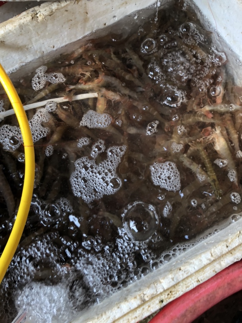 海捕泥虾沙虾