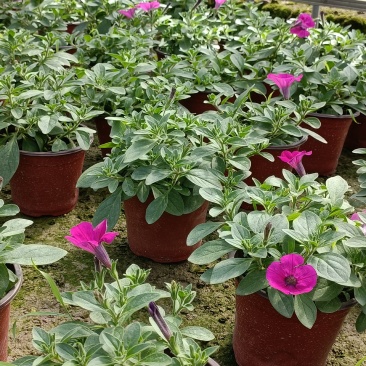 垂吊牵牛花