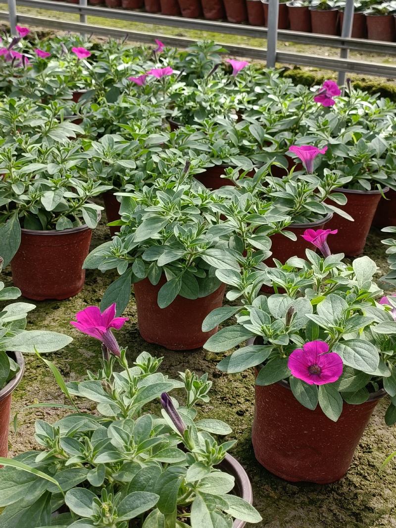 垂吊牵牛花