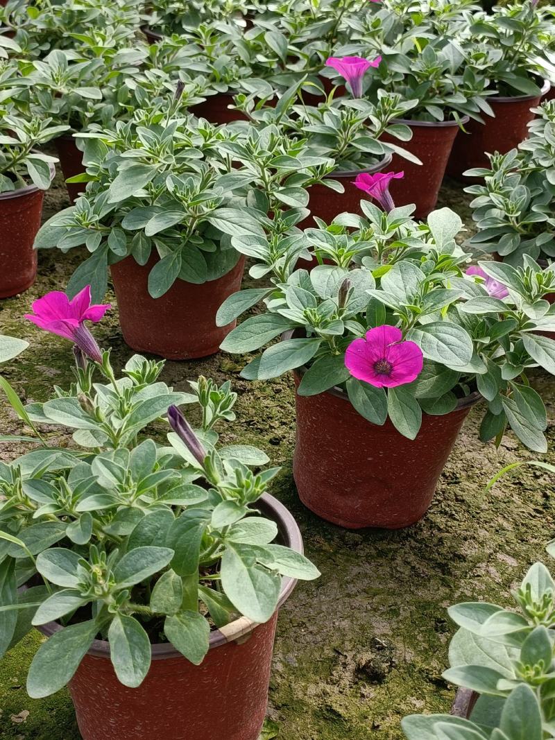 垂吊牵牛花