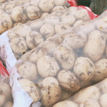 绥中县早大白，荷兰土豆大量上市啦