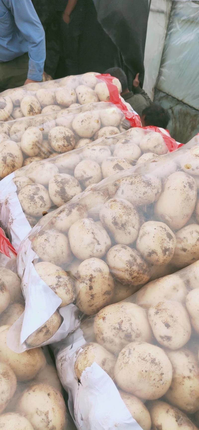绥中县早大白，荷兰土豆大量上市啦