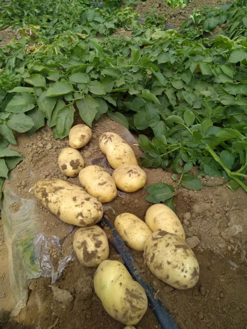 绥中县早大白，荷兰土豆大量上市啦