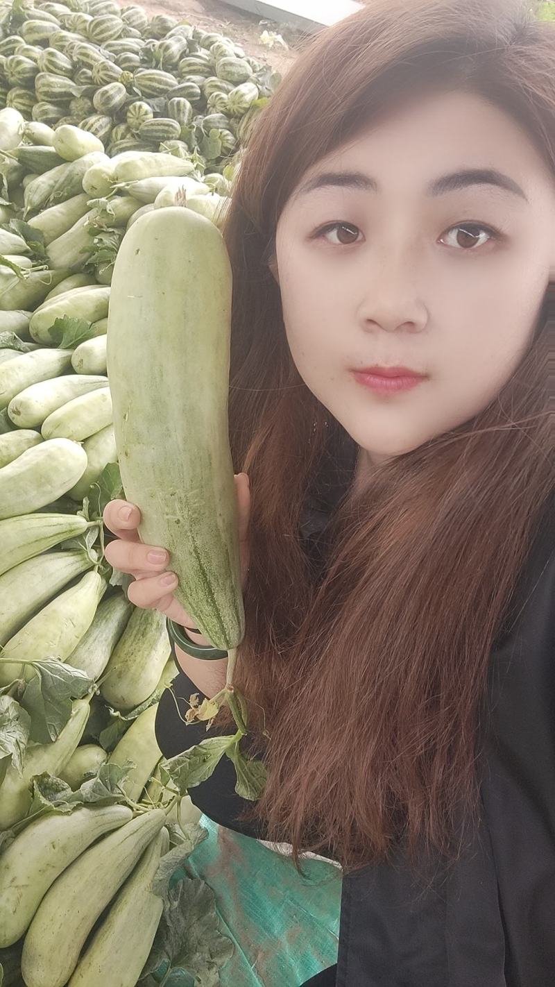 羊角脆甜瓜山东博洋61精品货源产地直发期待合作