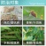 先正达阿米妙收苯甲嘧菌酯325克/叶斑病黑星病蔓枯病