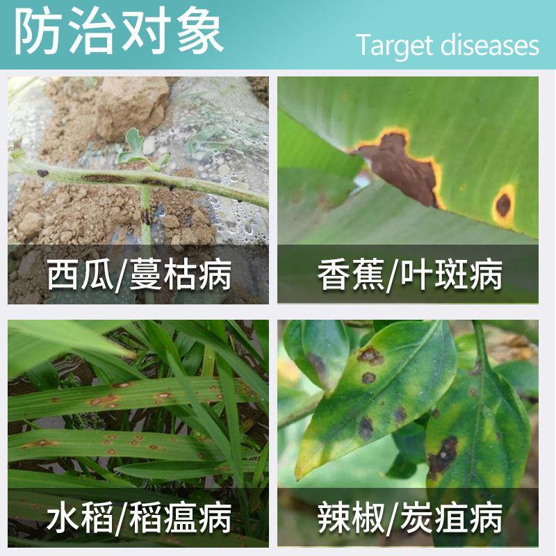 先正达阿米妙收苯甲嘧菌酯325克/叶斑病黑星病蔓枯病