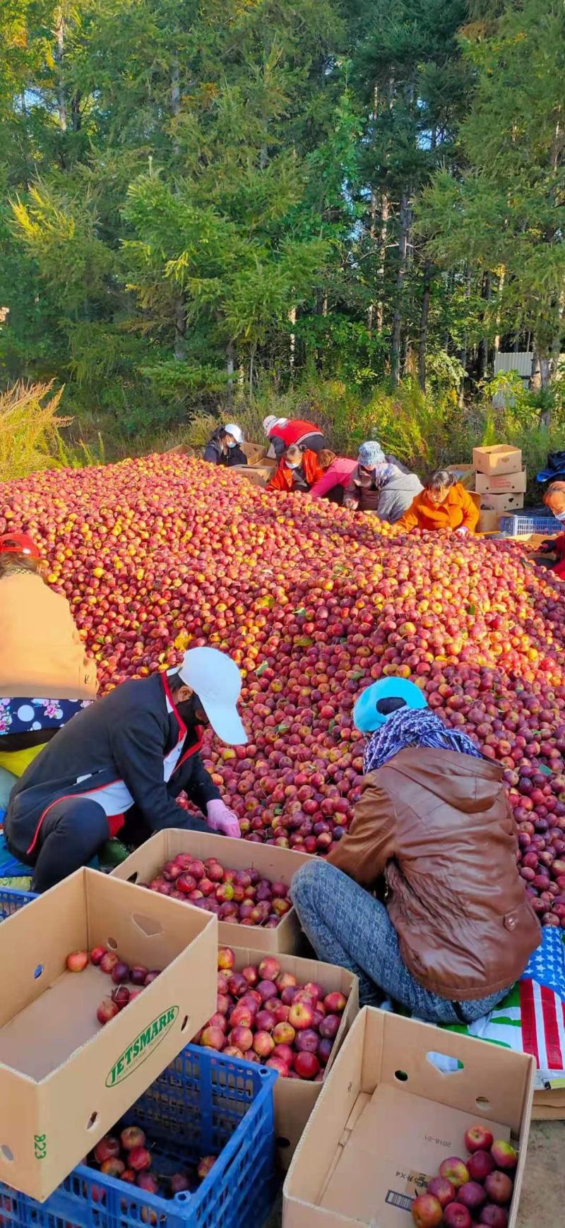 精品龙丰果龙丰小苹果海棠果产地直供支持线上交易