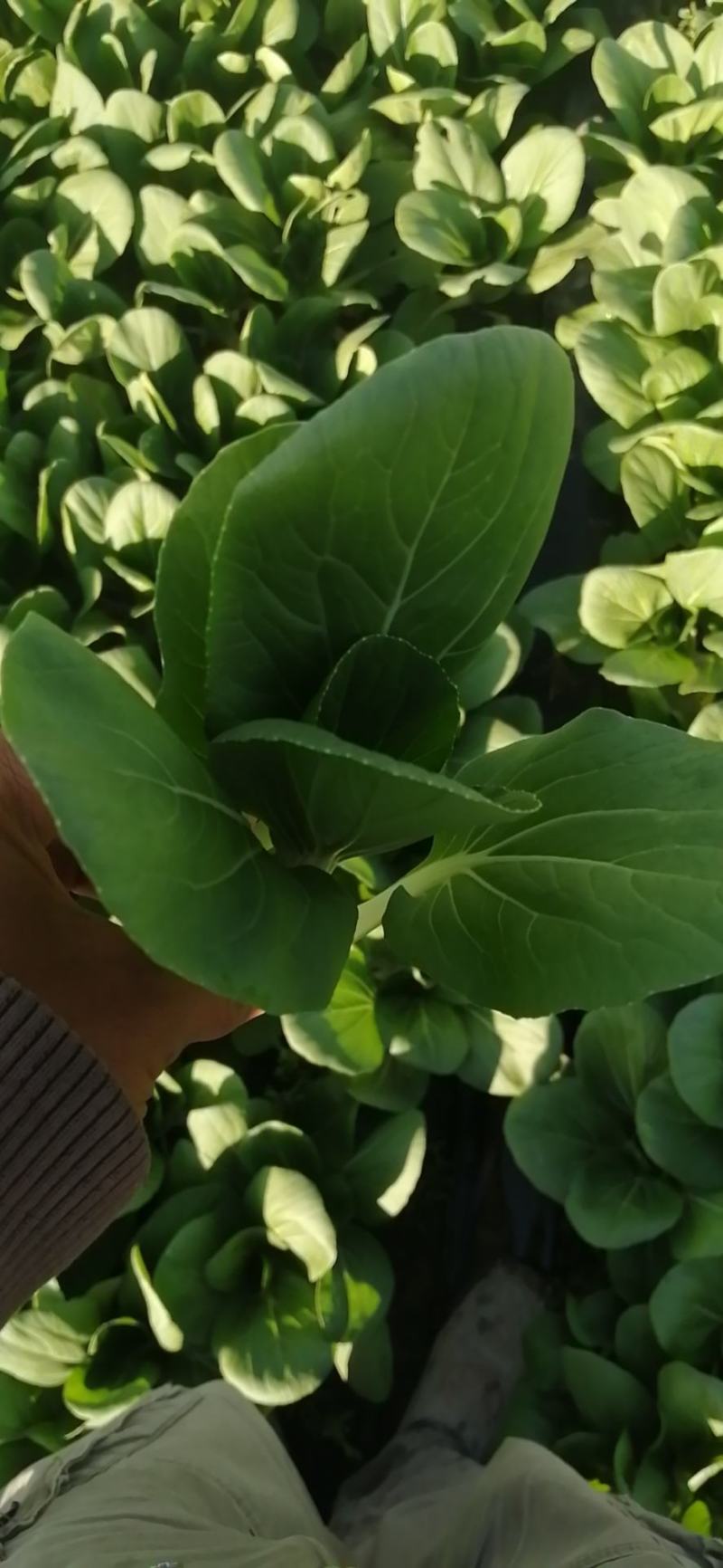 青菜