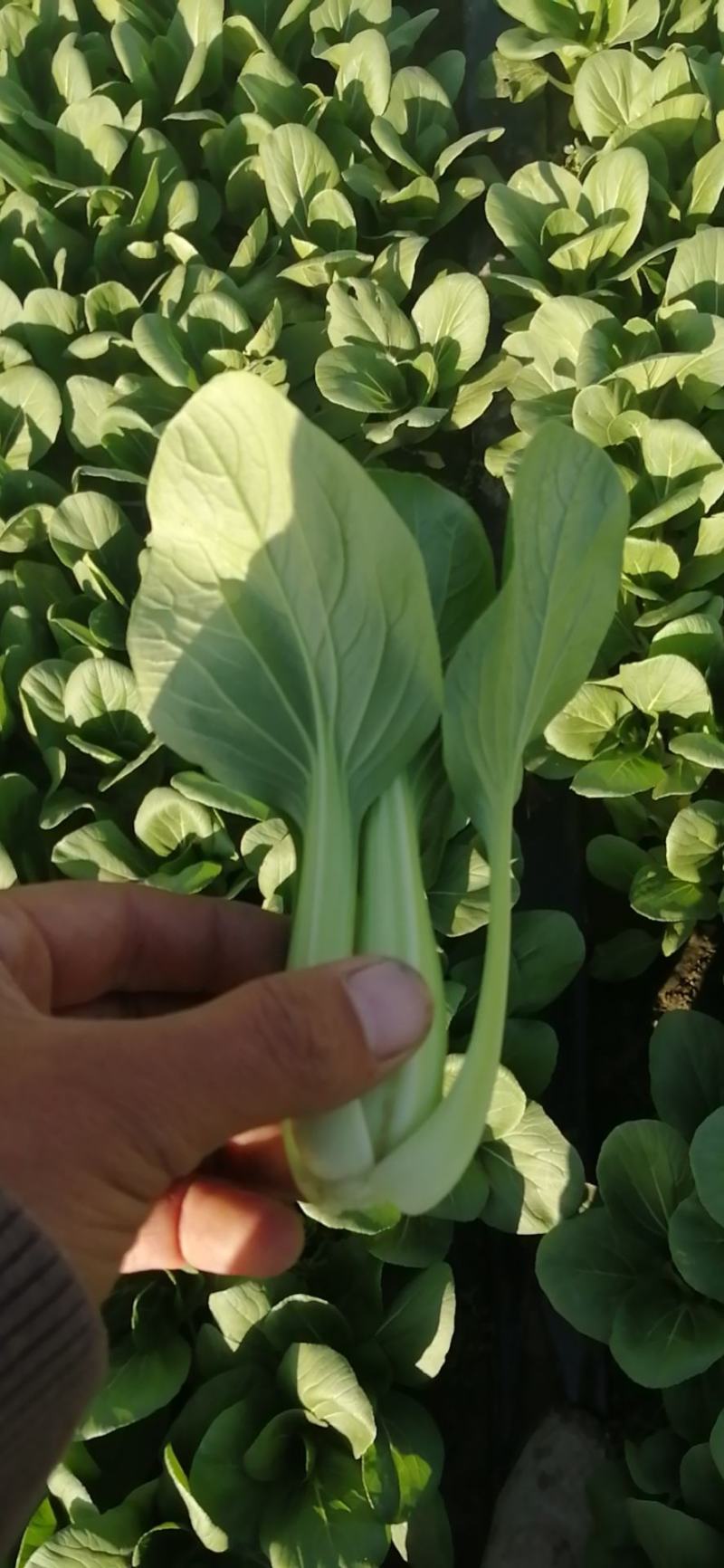 青菜
