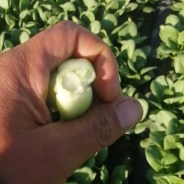 青菜