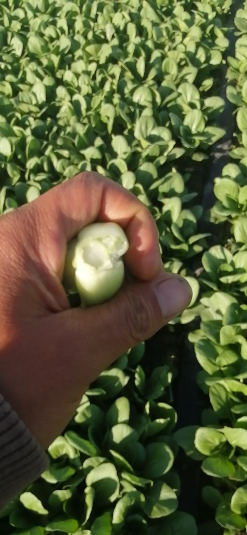 青菜