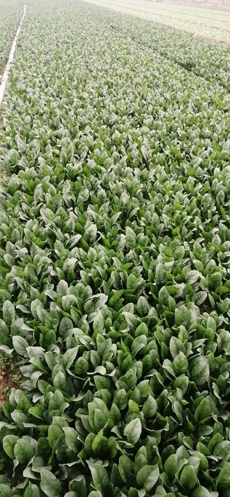 菠菜