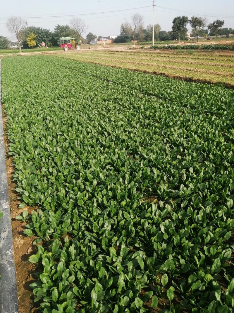 菠菜